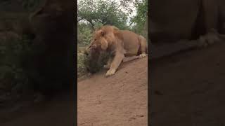lion killed hyena | wildlife status | #shorts #viral #wildlife