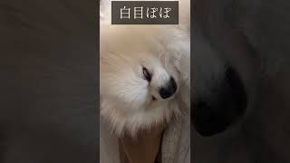 #白目 #白ポメラニアン #pomeranian