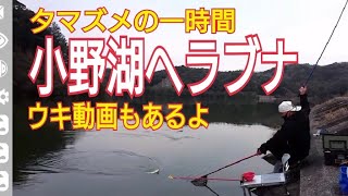 【小野湖ヘラブナつり】ウキ動画もあるよ～夕マズメ一時間