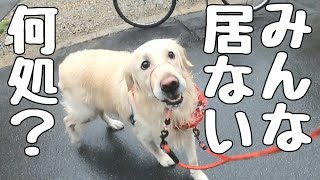 【大型犬】散歩中に突然ママ達が消えた時の反応が可愛い英国ゴールデンレトリバーのアース。ダルメシアン、保護犬