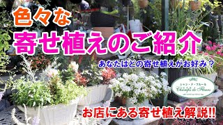 【色々な寄せ植えのご紹介】エレモフィラ　キンギョソウ　セロシア　など【季節のお花を使用!!】