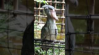 ミリー　ハシビロコウ　上野動物園