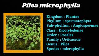 Pilea microphylla | Gunpowder plant | Artillery fern | Baby tears