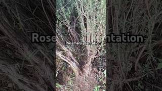 Rosemary herb plantation #foryou #farming #herbs #viralvideo #shortsfeed #village villag