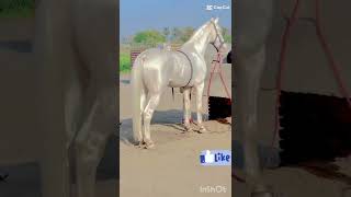 Most Beautiful White Horse 😍 #shorts #viral #trending #viralvideo