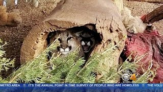 Mountain Lions In Rehab Are Working Toward Release