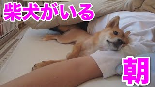 【伸びがシンクロ】寝る時もくっついていたい柴犬　小夏生後９ヶ月