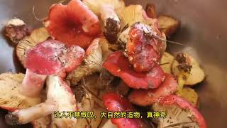 手作店主vlog | 秋日的一些小美好 | 山上采蘑菇 | 持续对抗焦虑