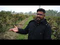 अमरूद की सबसे अच्छी वैरायटी की खेती taiwan amrud ki kheti taiwan pink guava farming in india