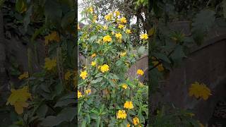 beautifully bloomed yellow kanakambaram flowers #crossandra #garden #nature #shortvideo