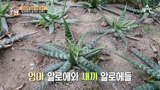 알로에의 엄청난 '번식 능력'으로 모종을 산 적이 없다는 갑부! | 독한인생 서민갑부 277 회