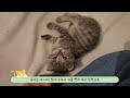 손가락으로 아깽이 궁디팡팡 해주기😻😆 아깽이 임보일기 ep.18