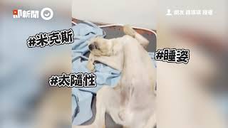 工讀生出來！萌汪睡覺太隨興　睡成烤雞樣還發出「震撼鼾聲」