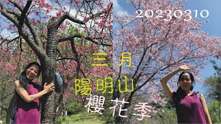 【陽明山】20230310 三月陽明山公園 (紫明溪步道)