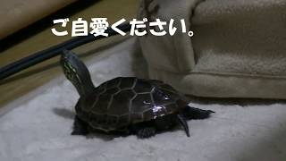 秋も深まるもじお