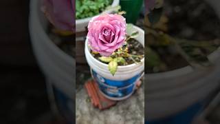 onion pink rose#colourful #beautiful #today#viral #yt shorts#