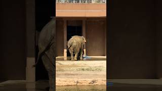 ホースを見るとおかたづけするワルちゃん🐘  #アジアゾウ#ワルダー#東山動植物園