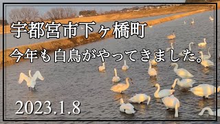 今年も白鳥がやってきた！宇都宮市下ケ橋町　市街地の近くなのにこんなにもたくさんやってくるよ。