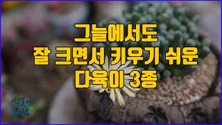 그늘에서 잘자라면서 키우기 쉬운 다육이 3종(#succulent #plants #cactus)