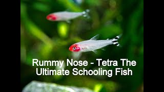 Rummy Nose Tetra - By Far The Best Schooling Fish For Your Aquarium!