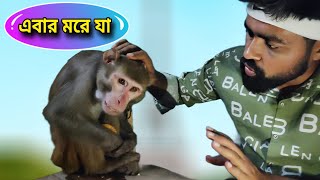 অসহায় বাঁদরের অমানবিক কাহিনী! Old Monkey Rescue | Inhumane Episode #snakesaverbrothers #monkeyvideo