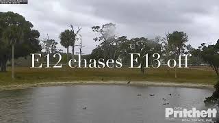 SWF Eagle - E12 chases E13 from pond, Horses stampede scare E12 away 4.9.19