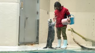 ラッコのメイちゃんの仕草が可愛すぎる（鳥羽水族館）