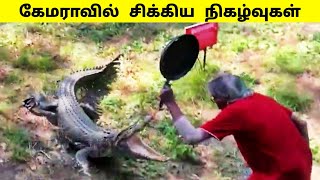 ஆள் தெரியாமல் வம்பிழுத்த சம்பவங்கள்  / Animal messed with the wrong opponent /  Tamil Display