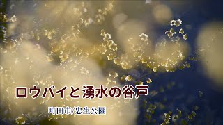 【ロウバイと湧水の谷戸】公園散策/町田市忠生公園