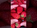 This Is a High-Quality Japanese Strawberry #shorts