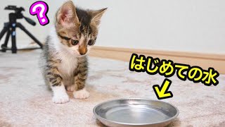 子猫が初めて水を見たときの反応。【保護猫】