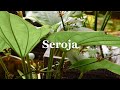 SEROJA - RESSA ( Cover Versi Amigos )