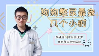 狗狗憋尿最多幾個小時