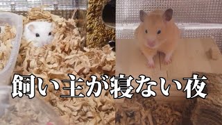 はやく消灯してほしい夜行性ハムスターと夜更かしする飼い主