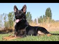 Kraftwerk K9 German Shepherd happy to perform at 5 months old!