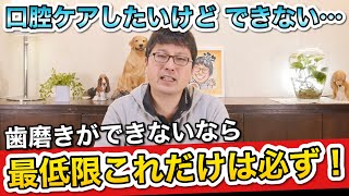 【愛犬の歯磨き】できないならこれだけは絶対にしてほしいこと！をペットショップ店長が解説します！