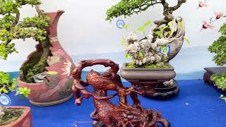 Triển làm bonsai hàng mini kỷ niệm 30/04 năm 2024 tại quy nhơn - bình định