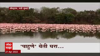 Seawoods वर पसरली गुलाबी छटा, Flamingo पक्ष्याचं Navi Mumbai मध्ये आगमन : ABP Majha