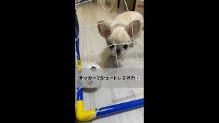 【ペキチワ】サッカーでシュートしてみたら思わぬ結果に飼い主爆笑  #shorts