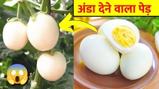 अंडा देने वाले पेड़ को आपने कभी देखा है/ ये शाकाहारी अंडा कैसे फलता है/ Random Facts in Hindi