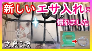 【文鳥3歳8か月⑮】エサ入れを新しくしたときの諸々 3代目文鳥ピーちゃん 癒し系動物 Java sparrow