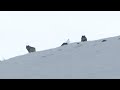 Elusive Wolves Sighted On Mountain Top | Expedition Wolf | BBC Earth