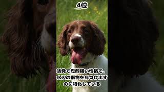 【雑学】世界で人気の狩猟犬TOP10【ランキング】