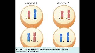 brassage interchromosomique et intrachromosomique