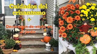 Cómo CUIDAR los CRISANTEMOS + DECORACIÓN de OTOÑO 🍁