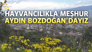 Hayvancılıkla Meşhur Aydın Bozdoğan'dayız - Bizim Köy