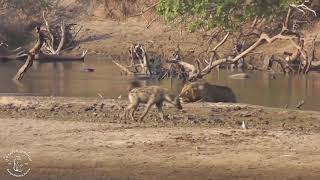 Shenton Safaris: One lion vs a clan of hyena