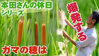 ガマ大爆発！【本田さんの休日】ガマの穂を触ると数十万個の綿毛の種子が飛び出してきたよ！【ショクナナ植物研究所】