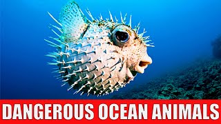 TOP 10 Dangerous Ocean Animals in the World - Most Dangerous Ocean Creatures