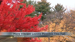 More vibrant leaves possible this fall